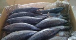 Bonito, ribbon, pomfret, salmon heads, cod, grouper, skipjack, yellow fin, mackerel, tilapia, sardine, anchovies