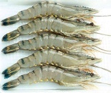 Tiger black shrimps, white shrimp