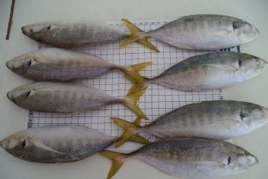Frozen Yellow Tail Scad - NS02