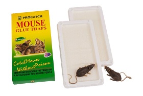 Mouse Glue Trap