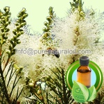 Pure Tea Tree Essential Oil - 1025