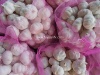 Wholesale price pure white garlic with good quality - 5.0-5.5cm