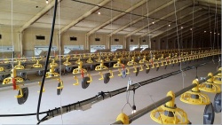 Automatic Chicken layer feeding and drinking line system Poultry Equipment For Chicken Farm