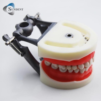Dental Tooth Model Standard Size Teeth Model
