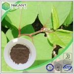 Giant Knotweed root extract 50% Resveratrol