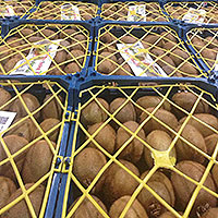 Fresh Kiwis in Baskets ready for Export