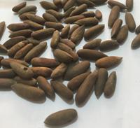 Raw Chilgoza Pine Nuts