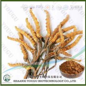 China Cordyceps sinensis Extract Polysaccharides Manufacturer