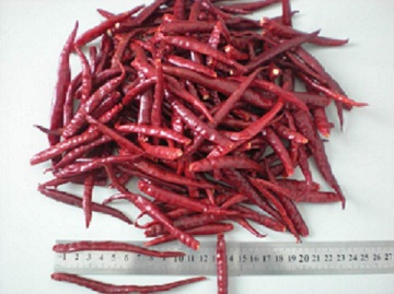 Yunnan chilli stemless