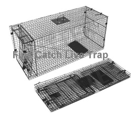 Collapsible fox trap for hunting equipment