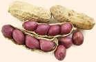 Natural Cheap Peanuts (Groundnut) From Africa