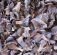 Natural Cheap Palm Kernel Shell From Africa! - 3