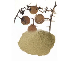 Kantakari powder - Solanum Indicum,