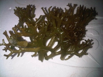 "kab-kab" seaweed, Eucheuma striatum F.Schmitz, Kappaphycus striatus (F.Schmitz) Doty