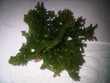 cottonii seaweed, Eucheuma Cottonii, KAPPAPHYCUS COTTONII (Weber-van Bosse) Doty