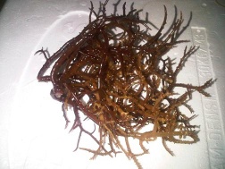 spinosum seaweed, Eucheuma Spinosum