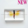 2012 New insects in acrylic Dragonfly paperweight