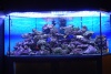 led aquarium light