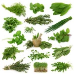 All Kind Of Medicinal Herb and Natural Herb,Ayurvedic Herb,Plant Seed