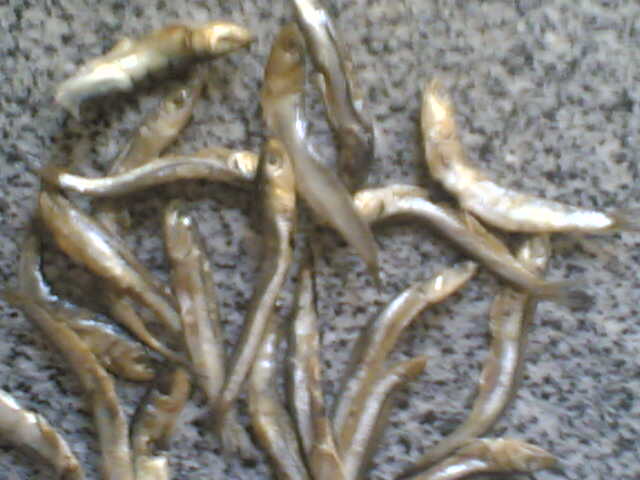 dried anchovy