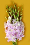 fresh cut orchids flower wholesale:Miss Teen