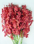 Fresh cut orchids flower wholesale, Mokara red