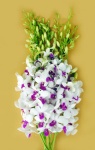 Fresh cut orchids flower wholesale, Dendrobium : Diana