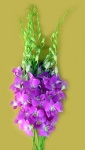 Fresh cut orchids flower wholesale, Dendrobium : Queen Pink