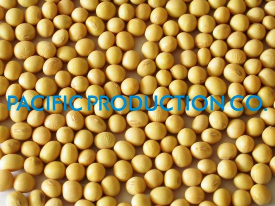 soy bean