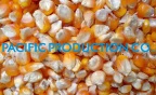Vietnam Yellow Corn