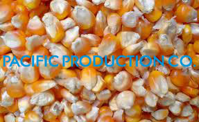 yellow corn