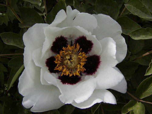 Lanzhou Peony Horticulture Development Company