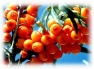 Seabuckthorn Seed Oil