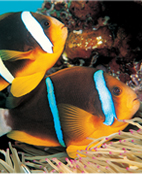 Saixin fish feed processing Line is used to produce the fish feed with novel shape, particular taste and color. Scientific nutrition combination catches up the trend the market. ln this line, you will see the advanced technology of jinan Saixin Food Machines.