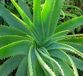 Aloe vera Drink 500 ml