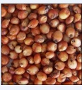 chinese red sorghum