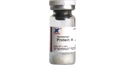 Recombinant Protein A