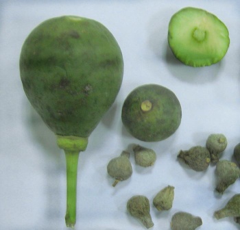 Xian Biosep-Artchoke Extract