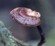 Reishi mushroom extract 