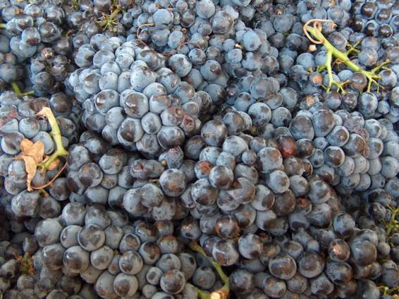 Diego Maspero & Asoc