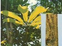 Magnolia Bark Extract Powder