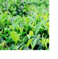 Supply of Green Tea P.E.