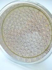 Screw Base 140LEDs PAR38