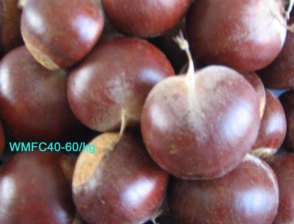 FRESH CHESTNUTS