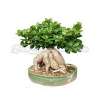 Bonsai tree ficus retusa (microcarpa) - RL1005AS