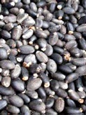 Jatropha seeds