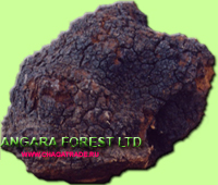 Angara Forest Ltd