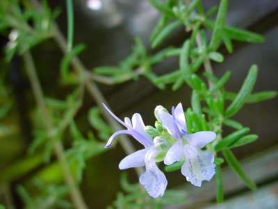 Aromatic And Medecinal Herbs