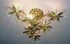Ceiling lamp(Potted landscape design)