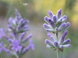 dried lavender flower, lavender Bouquets,lavender oil,lavender sachets,lavender tea